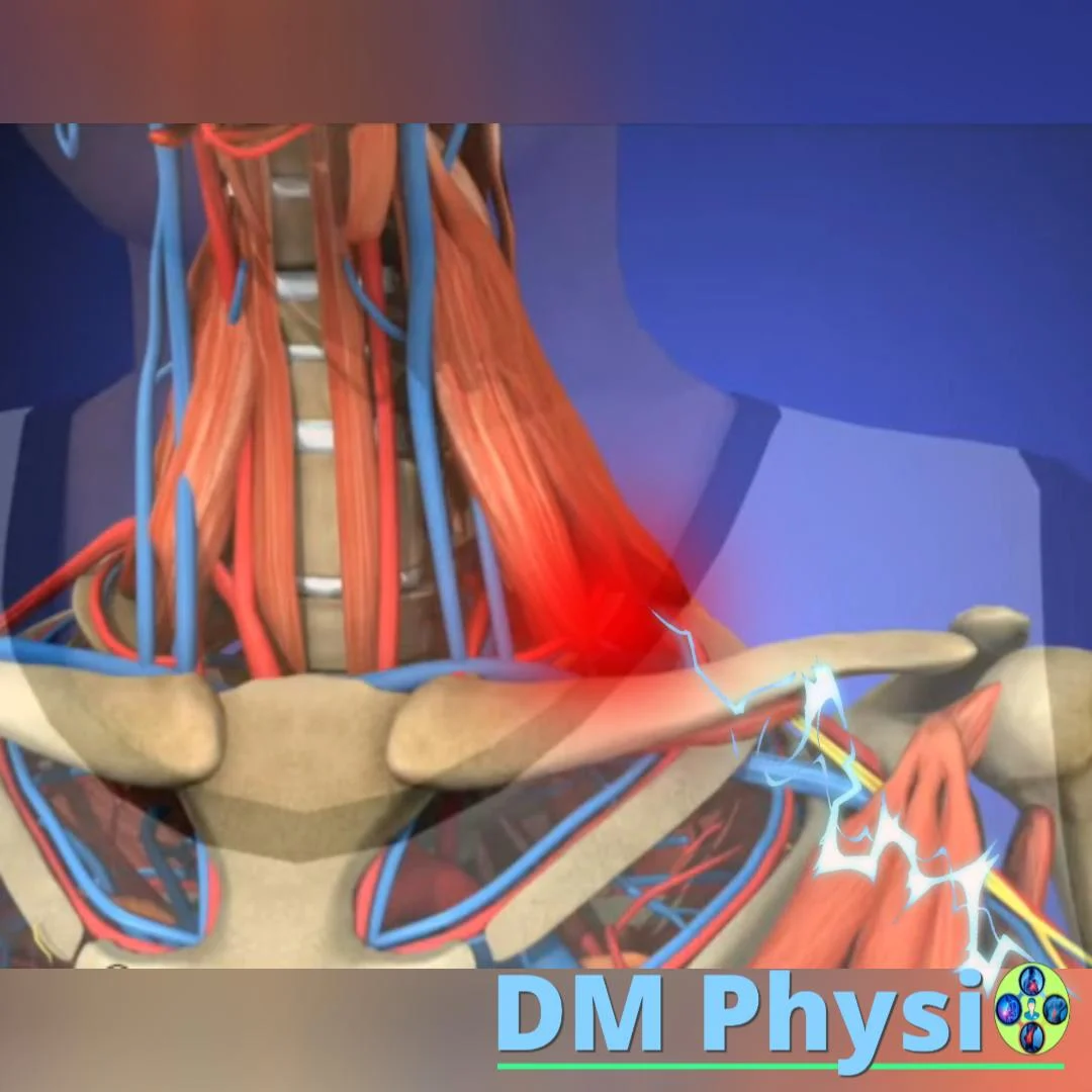 Анатомия на нервите в ръката